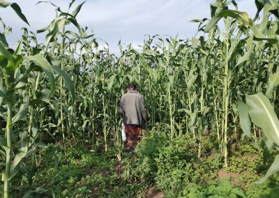 A farmer stands in a field of tall corn stalks in Adele Keykey kebele, Ethiopia.